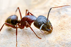 Ameisen Zempin
